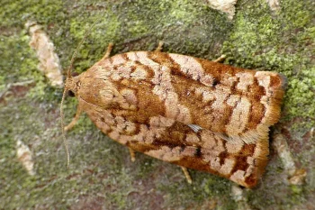 Archips oporana imago