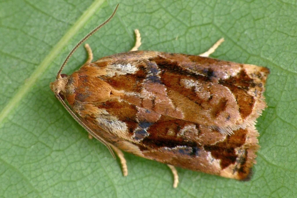 Archips oporana imago male