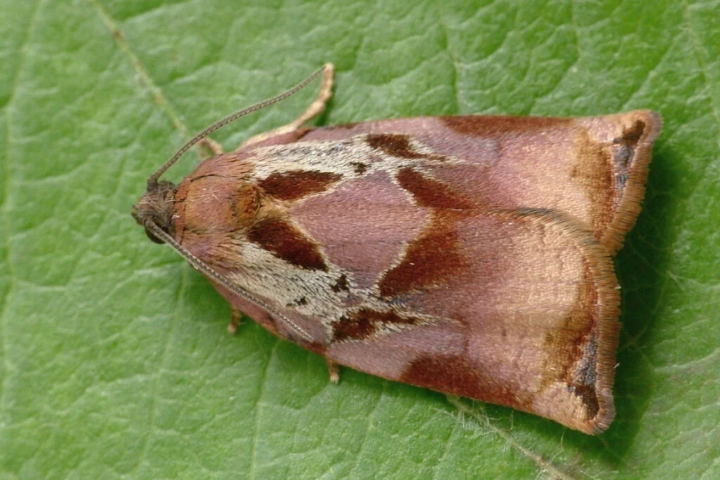 Archips podana imago male