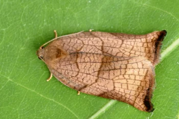 Archips podana imago female