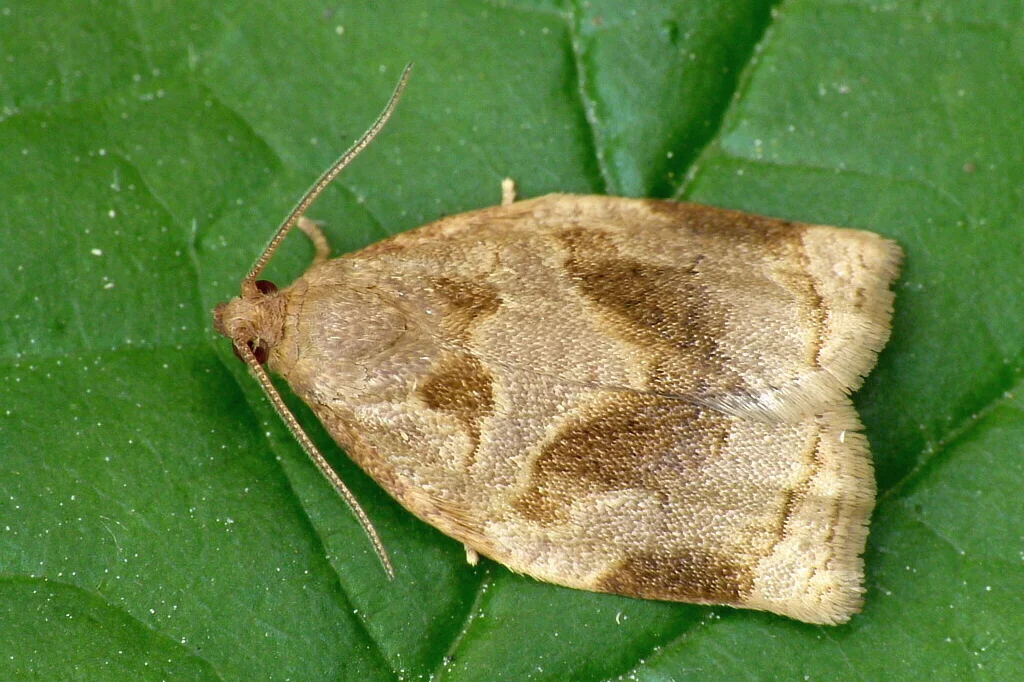 Archips rosana imago male