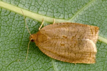 Archips rosana imago female