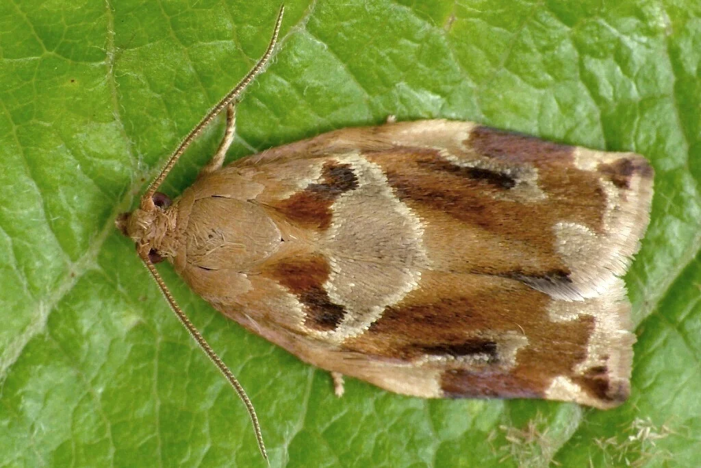 Archips xylosteana imago male