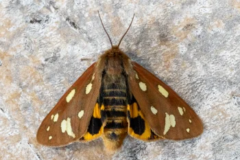 Arctia aulica imago