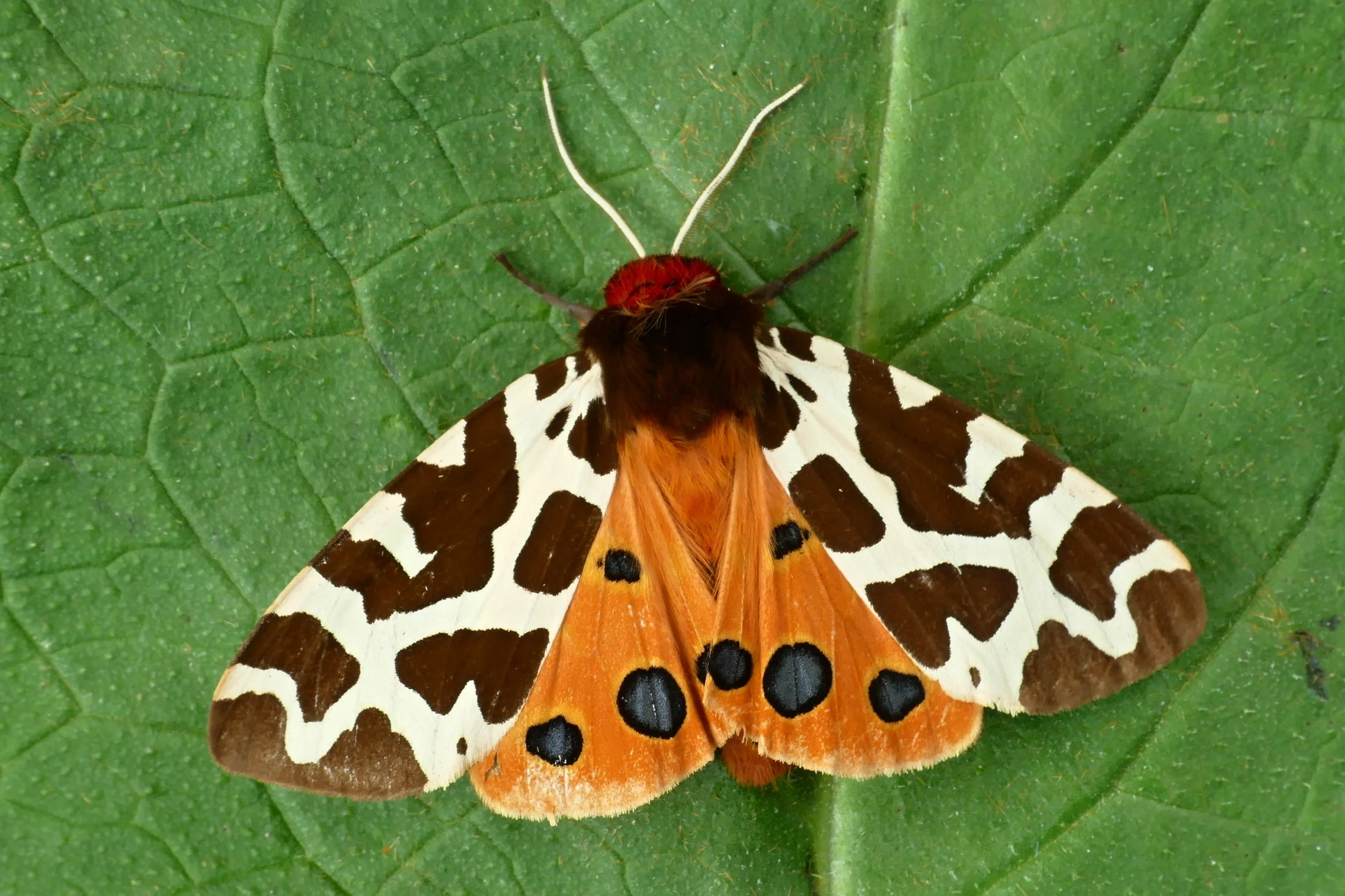 Arctia caja imago