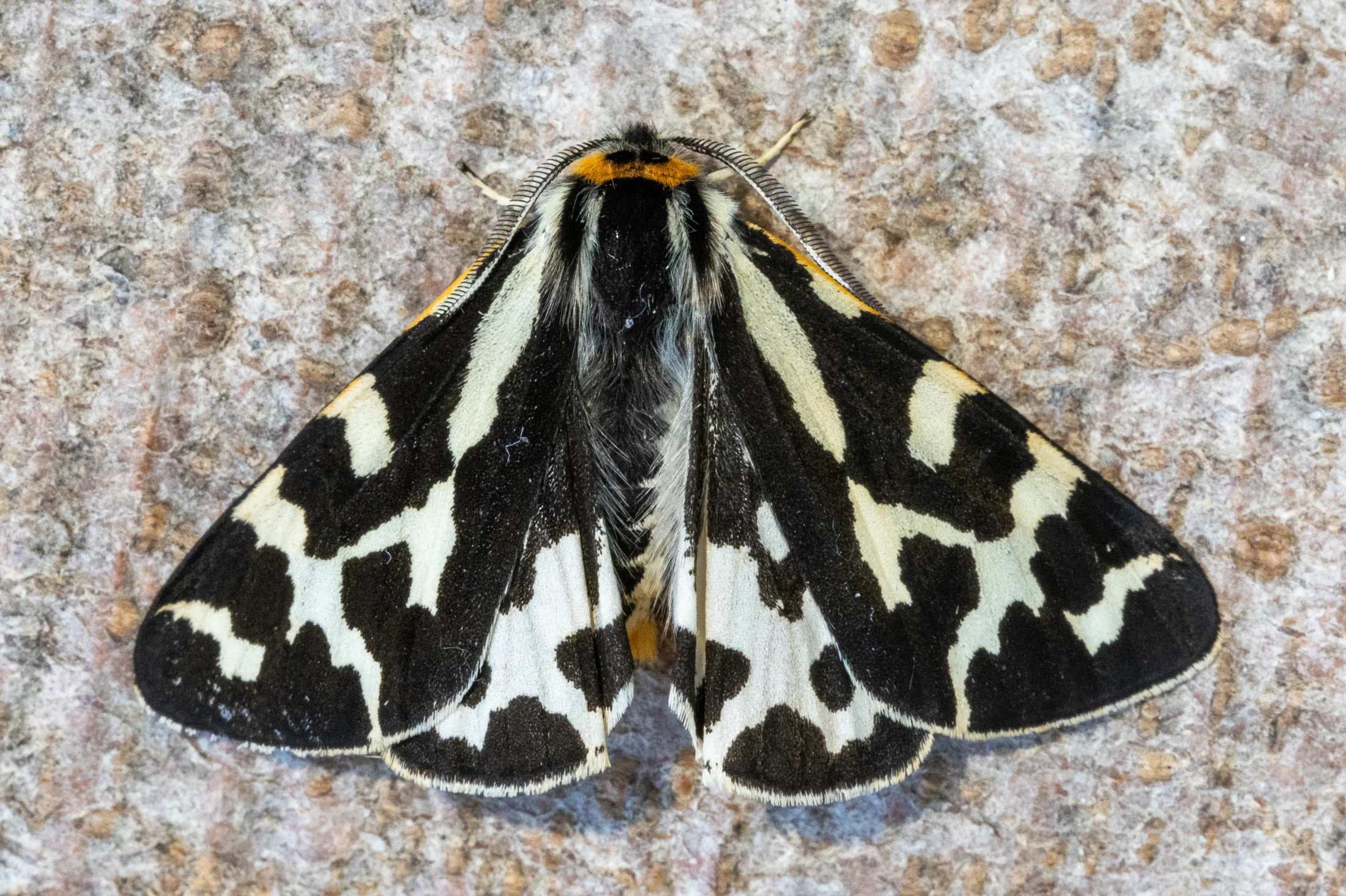 Arctia plantaginis imago
