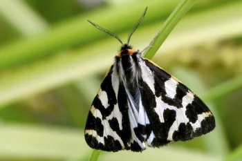 Arctia plantaginis imago