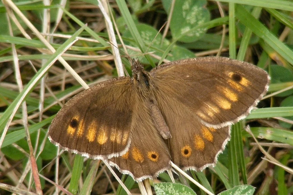 Arethusana arethusa imago