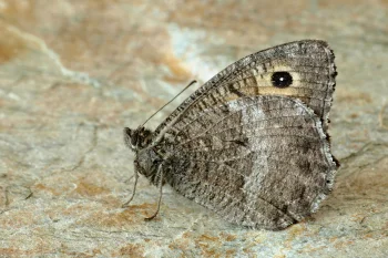 Arethusana arethusa imago