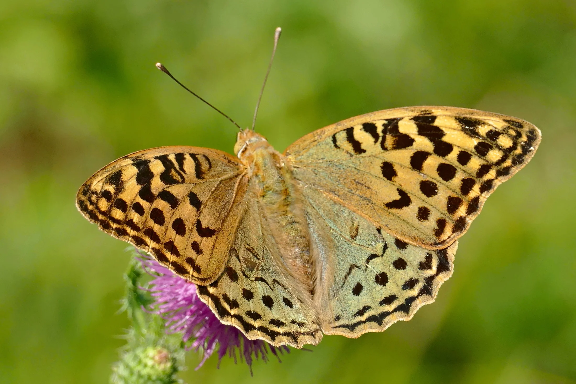 Argynnis pandora imago