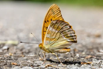 Argynnis paphia imago