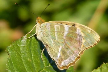 Argynnis paphia imago