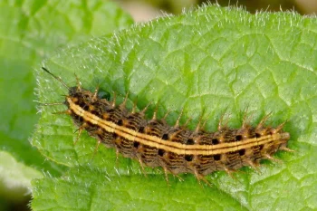 Argynnis paphia larva