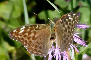 Argynnis paphia imago