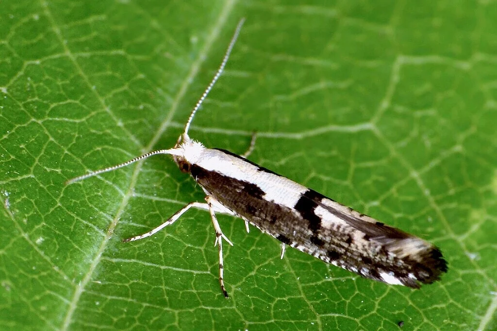 Argyresthia conjugella imago
