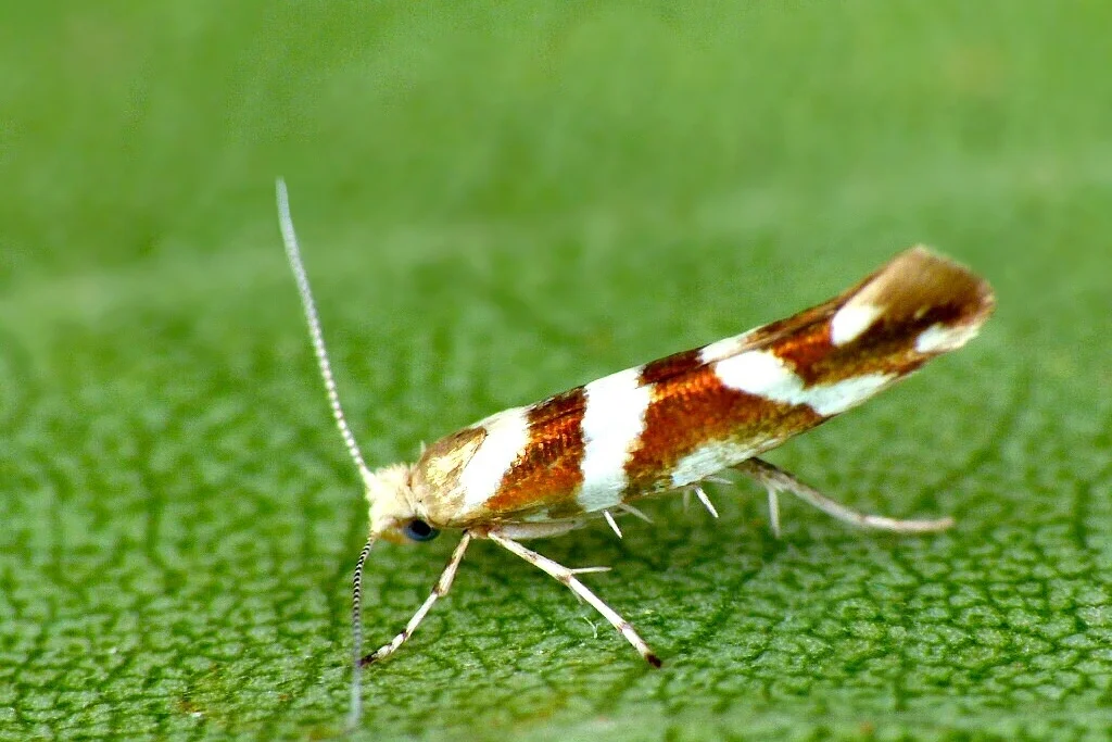 Argyresthia goedartella imago