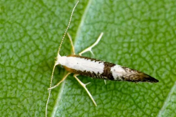 Argyresthia pruniella imago
