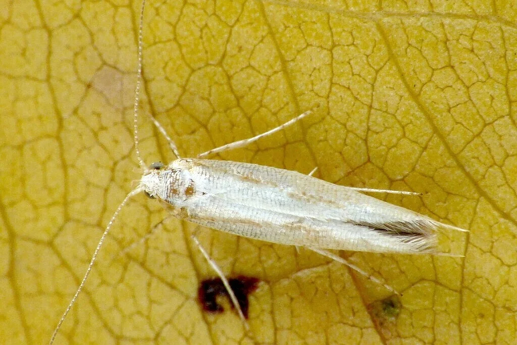 Argyresthia semitestacella imago