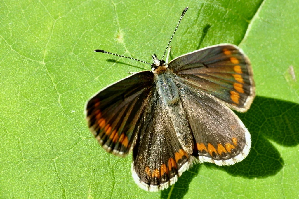 Aricia agestis imago