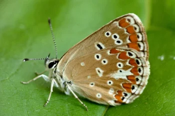 Aricia agestis imago