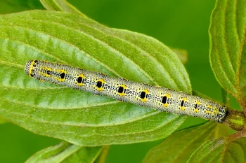 Artiora evonymaria larva