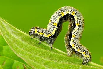 Artiora evonymaria larva