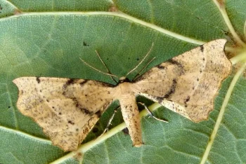 Artiora evonymaria imago
