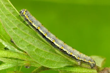 Artiora evonymaria larva