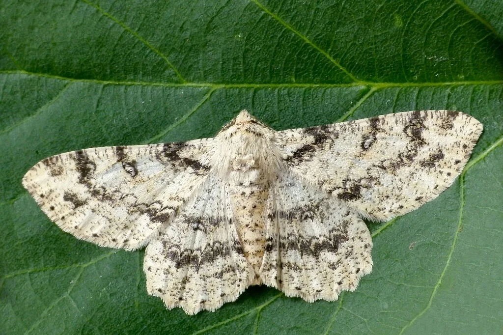 Ascotis selenaria imago