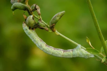 Ascotis selenaria larva