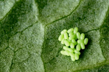 Ascotis selenaria ova