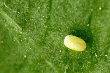 Ascotis selenaria ova