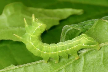 Asteroscopus sphinx larva