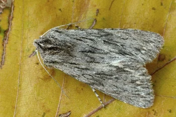 Asteroscopus sphinx imago