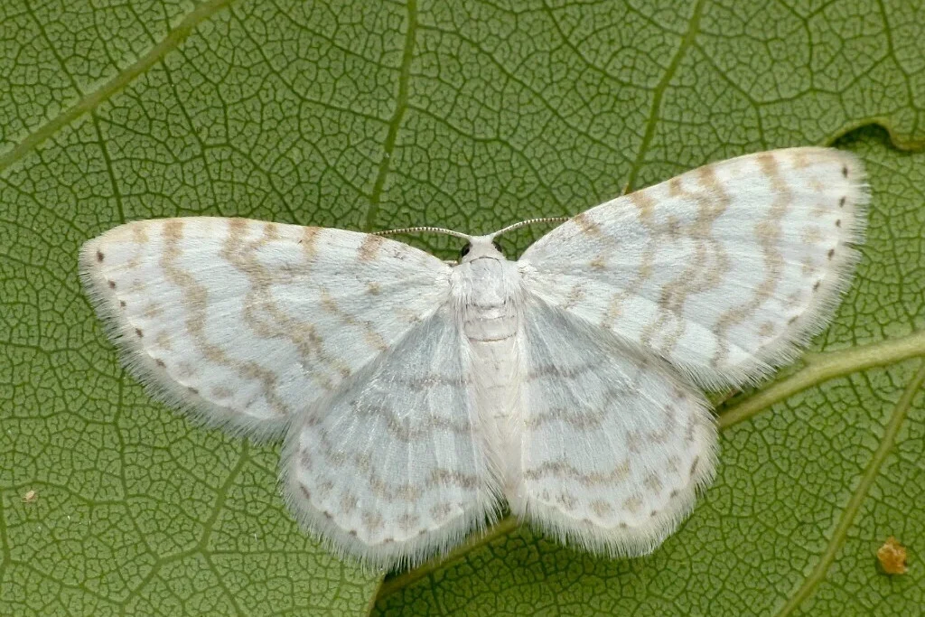 Asthena albulata imago
