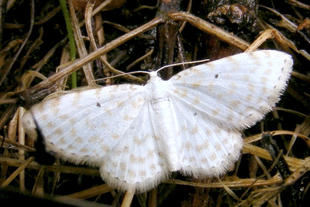 Asthena anseraria imago