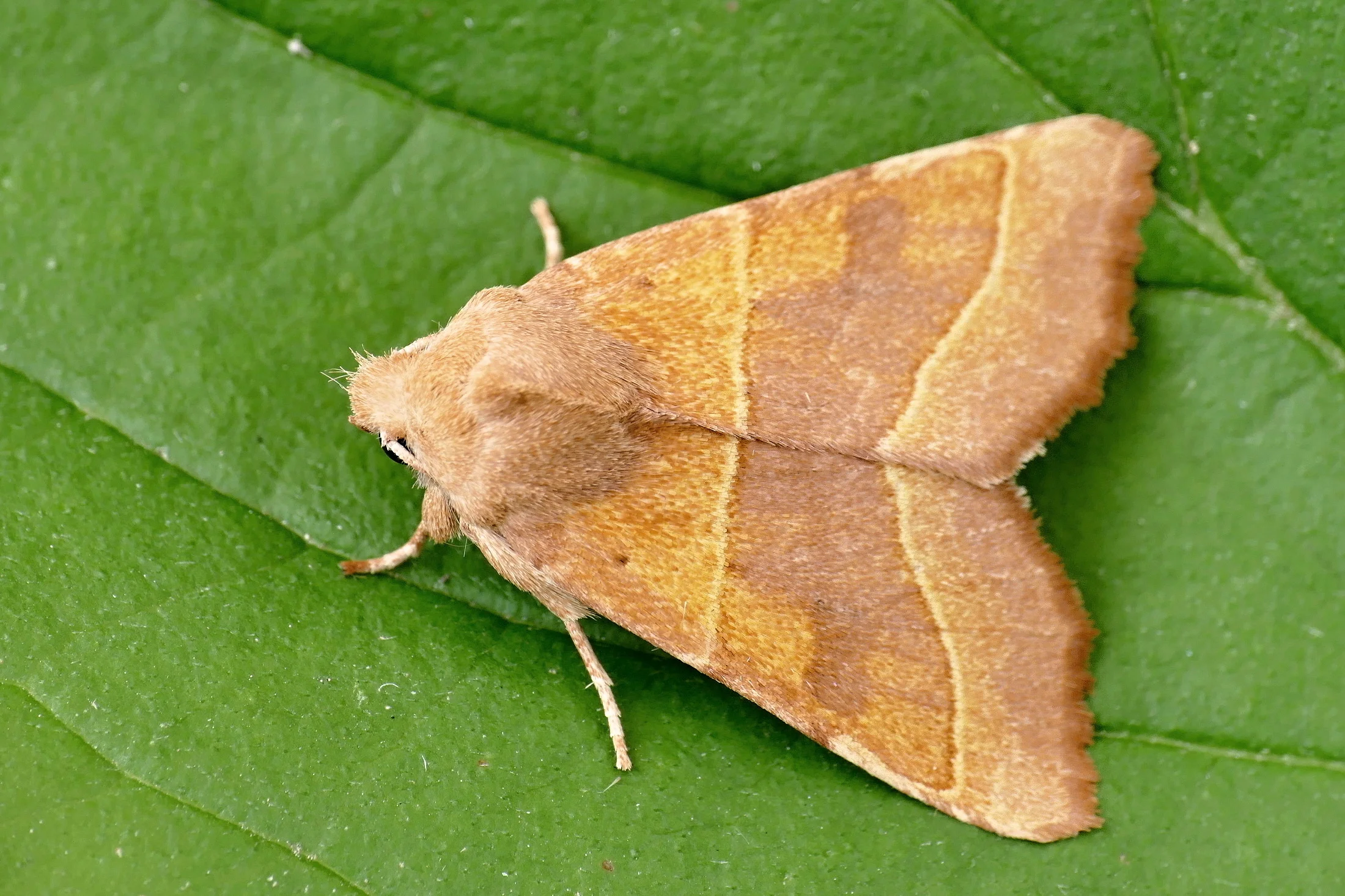 Atethmia centrago imago
