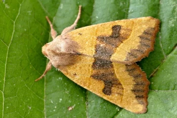 Atethmia centrago imago