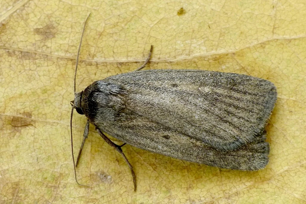 Athetis lepigone imago