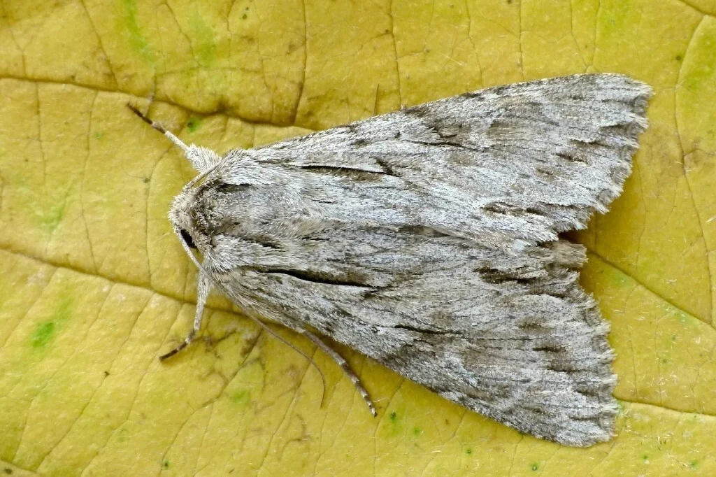 Auchmis detersa imago