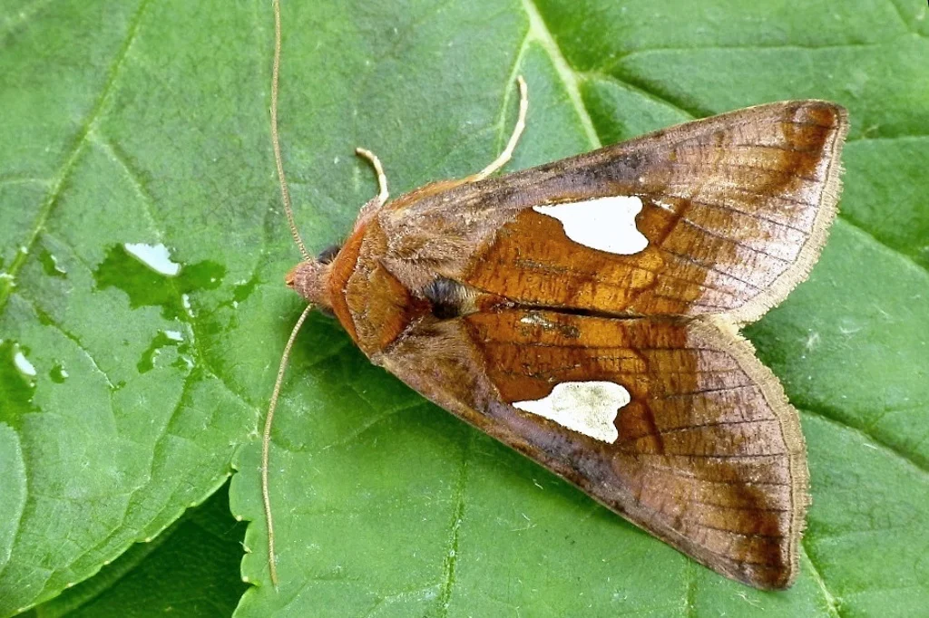 Autographa bractea imago