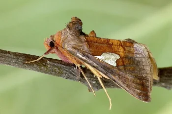 Autographa bractea imago