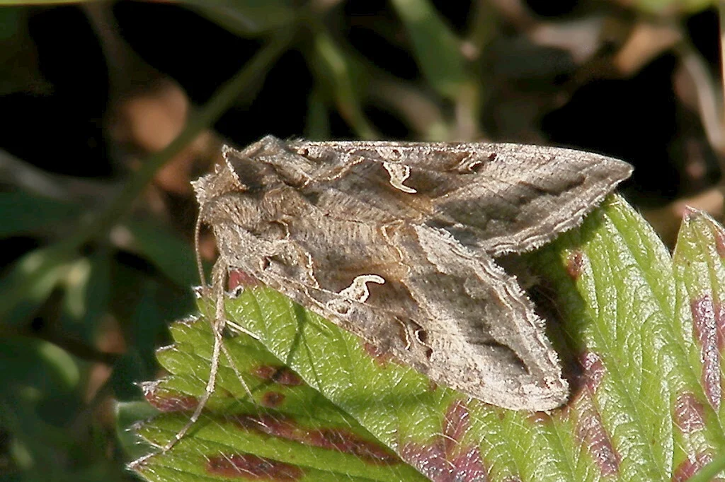 Autographa gamma imago