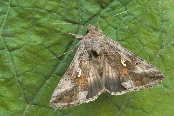 Autographa gamma imago