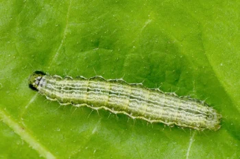 Autographa gamma larva