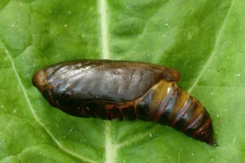 Autographa gamma pupa