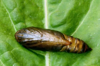 Autographa gamma pupa