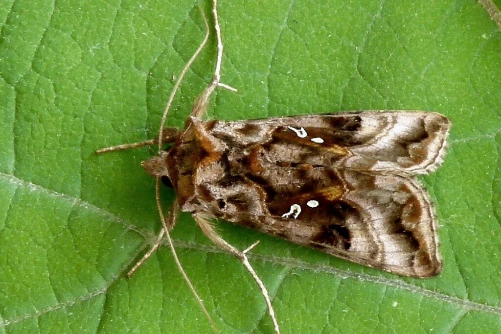 Autographa jota imago