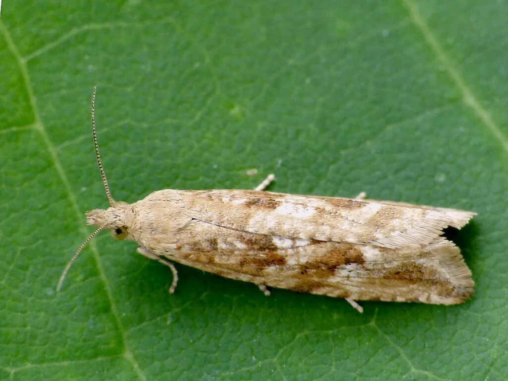 Bactra furfurana imago
