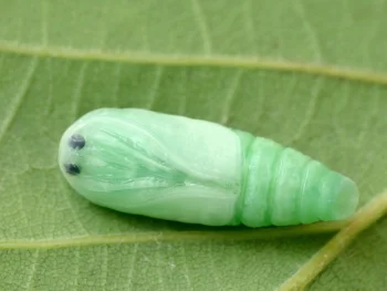 Bena bicolorana pupa